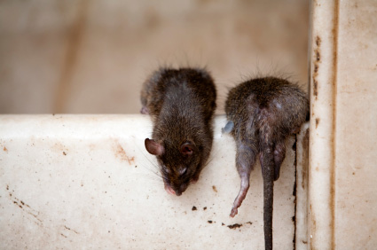 picture of some mice
