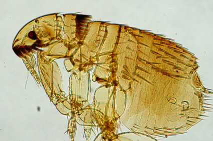 Picture of a flea